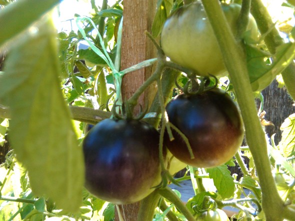 red & black tomatoes